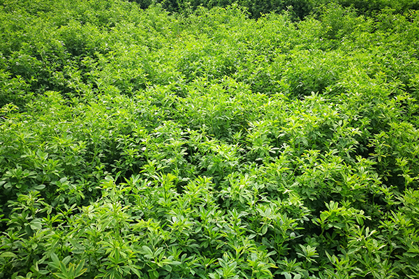 A profitable field of alfalfa